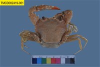 藏品(武士蟳)的圖片